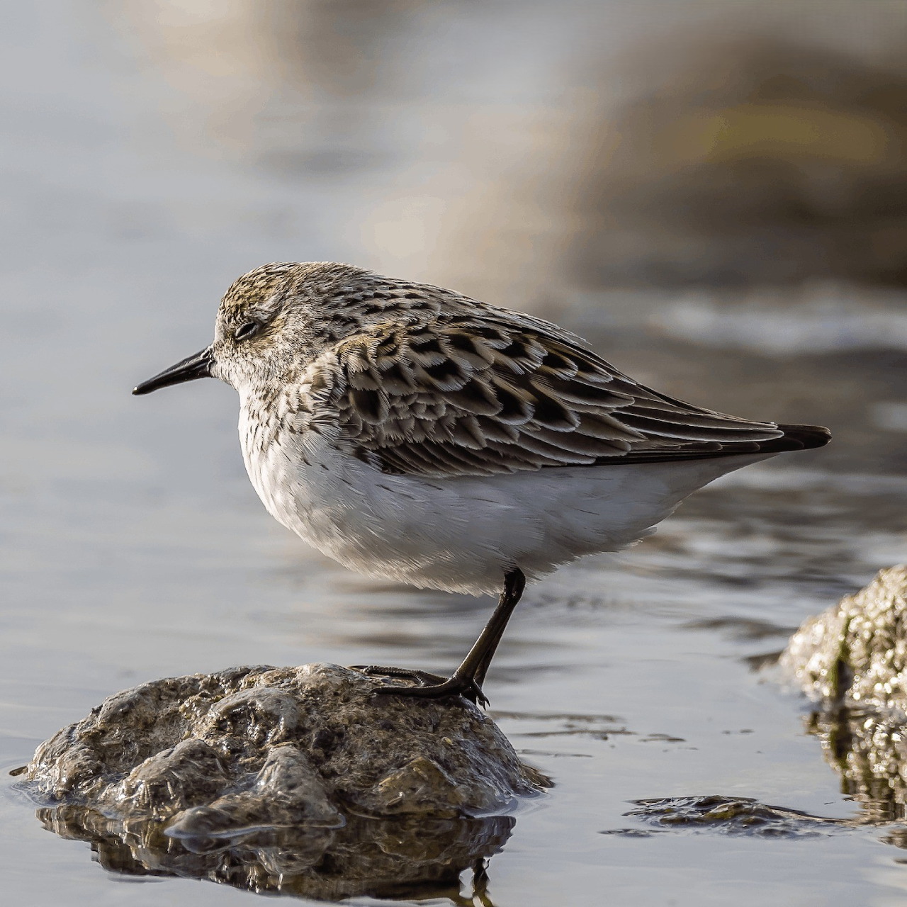 Semipalmated sandpiper standing on a rock with speckled brown and white feathers in shallow water