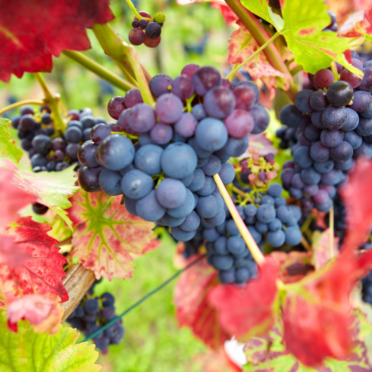 Clusters of dark purple grapes with red and green grape leaves