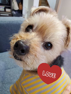 Small tan terrier dog wearing a yellow striped shirt with a red heart graphic saying Love