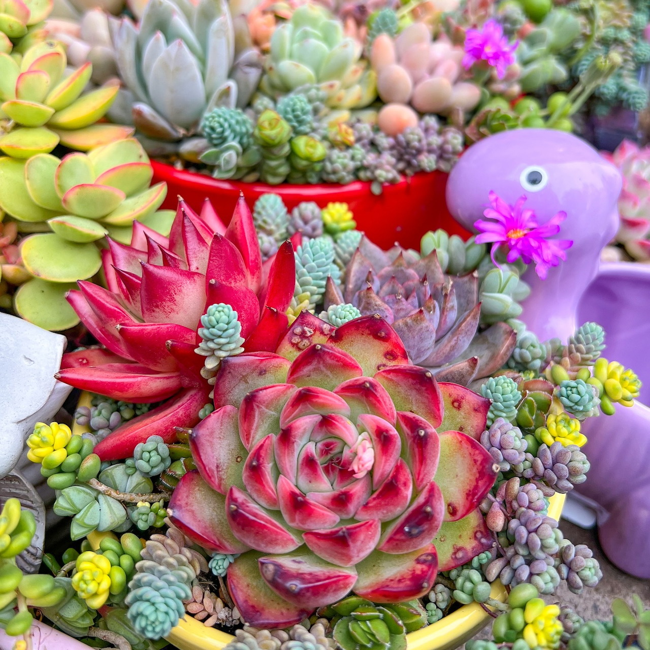 Colorful assortment of succulent plants with pink rosettes, purple and green varieties, and a small purple dinosaur decoration
