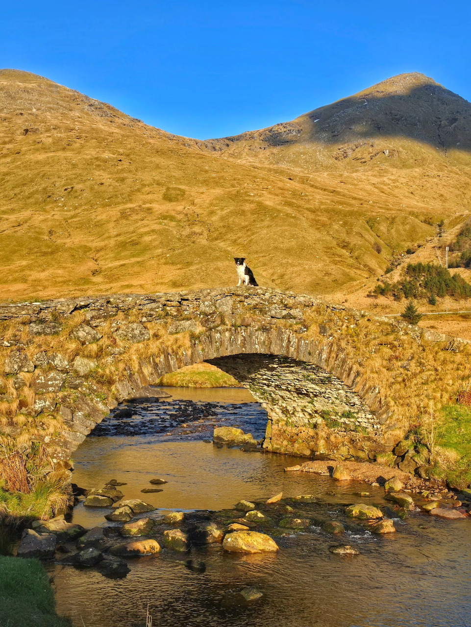 Black and white dog sitting on a stone bridge over a stream in a hilly landscape