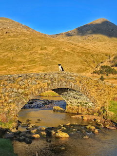 Dog on Stone Bridge