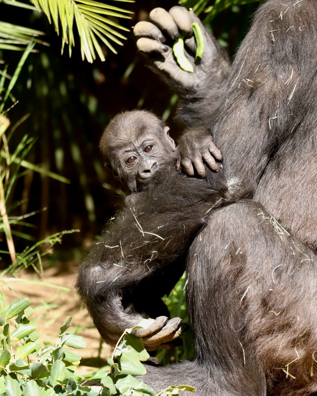 Baby Gorilla at Zoo