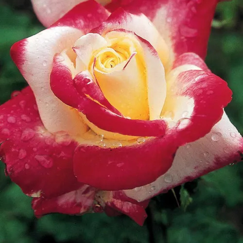 Close-up of red and white bicolor rose with yellow center