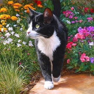 Black and White Cat in Garden
