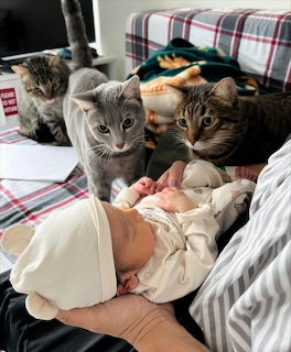 Three gray tabby kittens on a plaid bed with person in striped pajamas