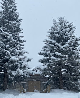 Snow Covered Evergreen Trees