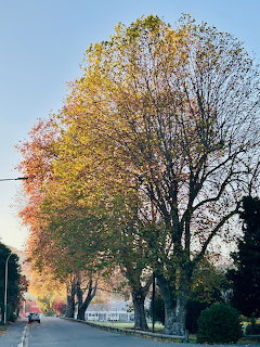 Tall trees with autumn-colored leaves lining a road in morning sunlight