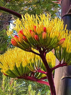 Agave plant bloming with bright yellow flowers and red buds on dark maroon stalks in a garden