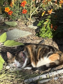 Chloe's Cat Nap
