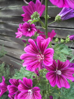 Purple Malva Flowers
