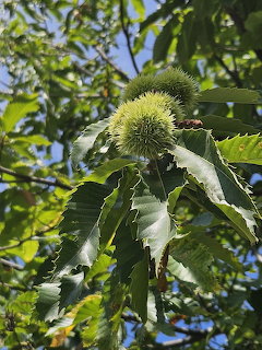 Spiky green chestnut seed pods on branches with serrated leaves against blue sky
