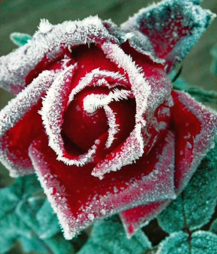 Red rose bloom covered in white frost crystals with frosted green leaves in background