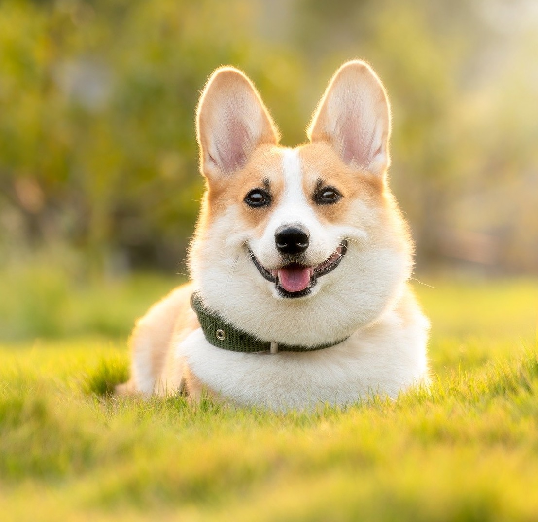 Happy corgi dog lying on grass with tongue out, soft bokeh background