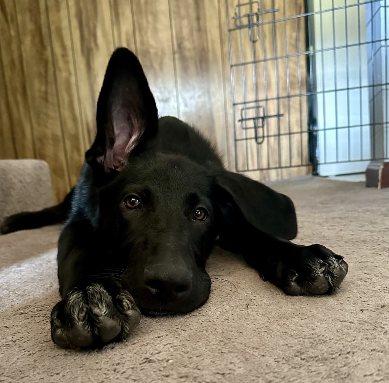 Black Labrador puppy resting on beige carpet with one ear up, curtains and window in background