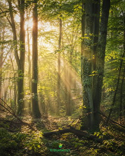 Sunlight streaming through tall beech trees in a green forest