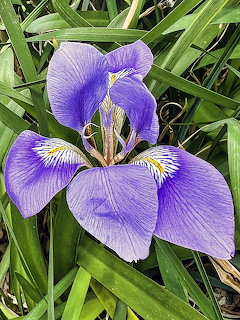 Purple iris flower with yellow center markings among green leaves