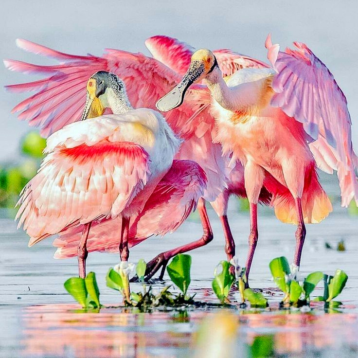 Four pink roseate spoonbills with outstretched wings standing in shallow water among green plants