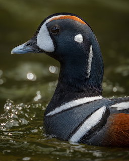 Male harlequin duck with colorful plumage swimming in dark water with splashing droplets