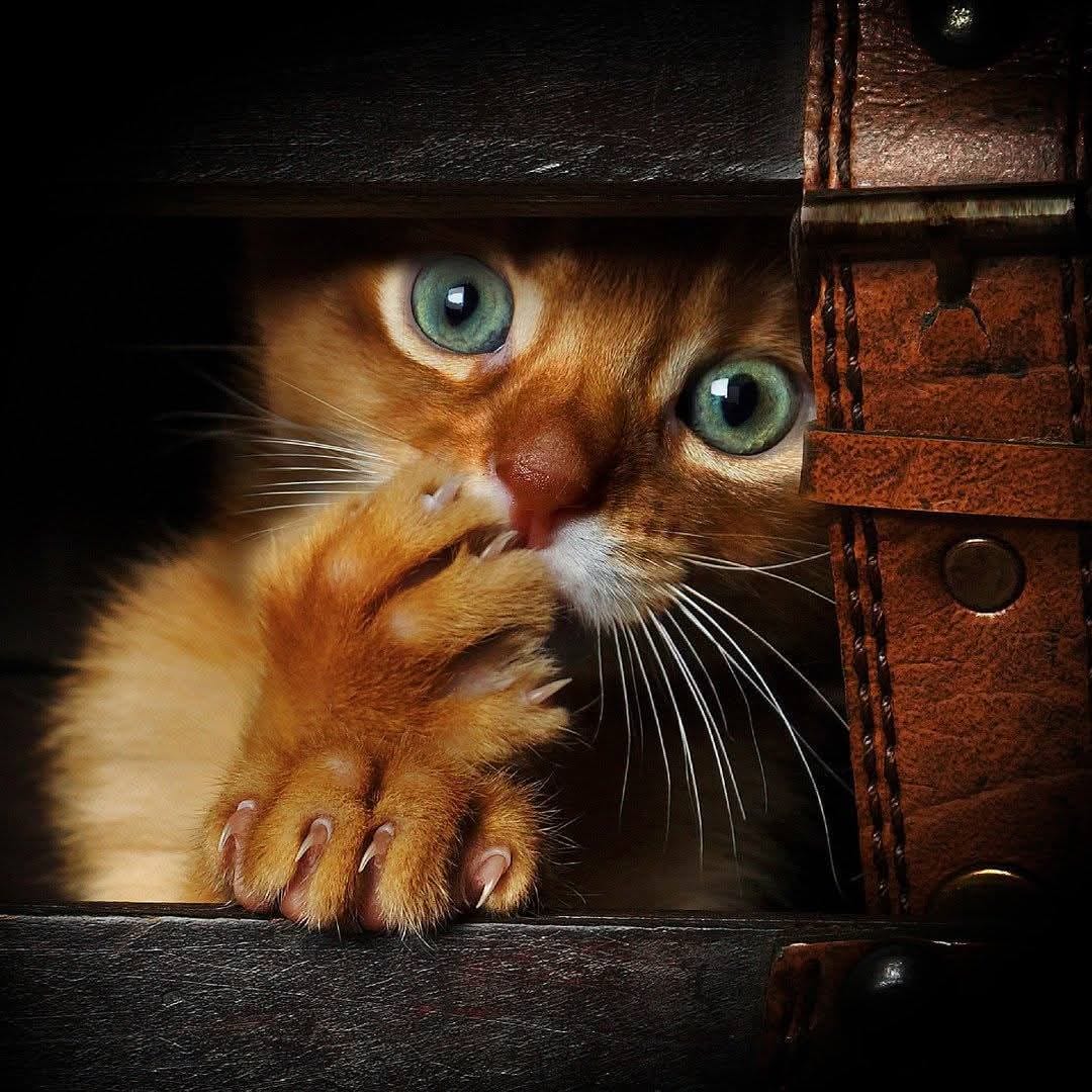 Orange Kitten Peeking