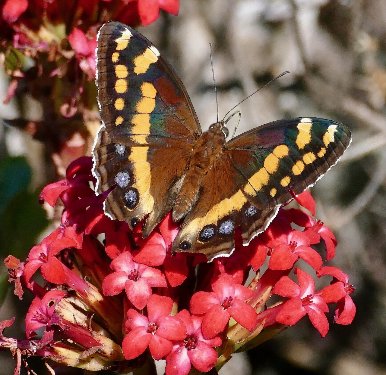 Orange and yellow butterfly on pink flowers