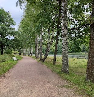 Gravel walking path lined with birch trees and green grass on a cloudy day