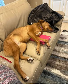 Two dogs sleeping side by side on a beige leather couch, one tan with pink harness and one black