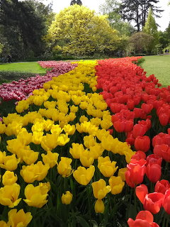 Rows of colorful red, yellow, and pink tulips in a sunny garden