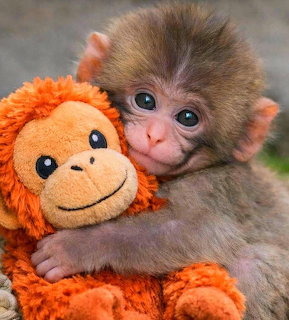 Baby monkey hugging an orange stuffed monkey toy and looking at the camera