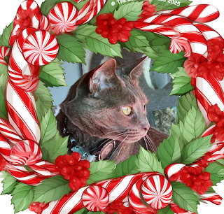 Christmas Kitty