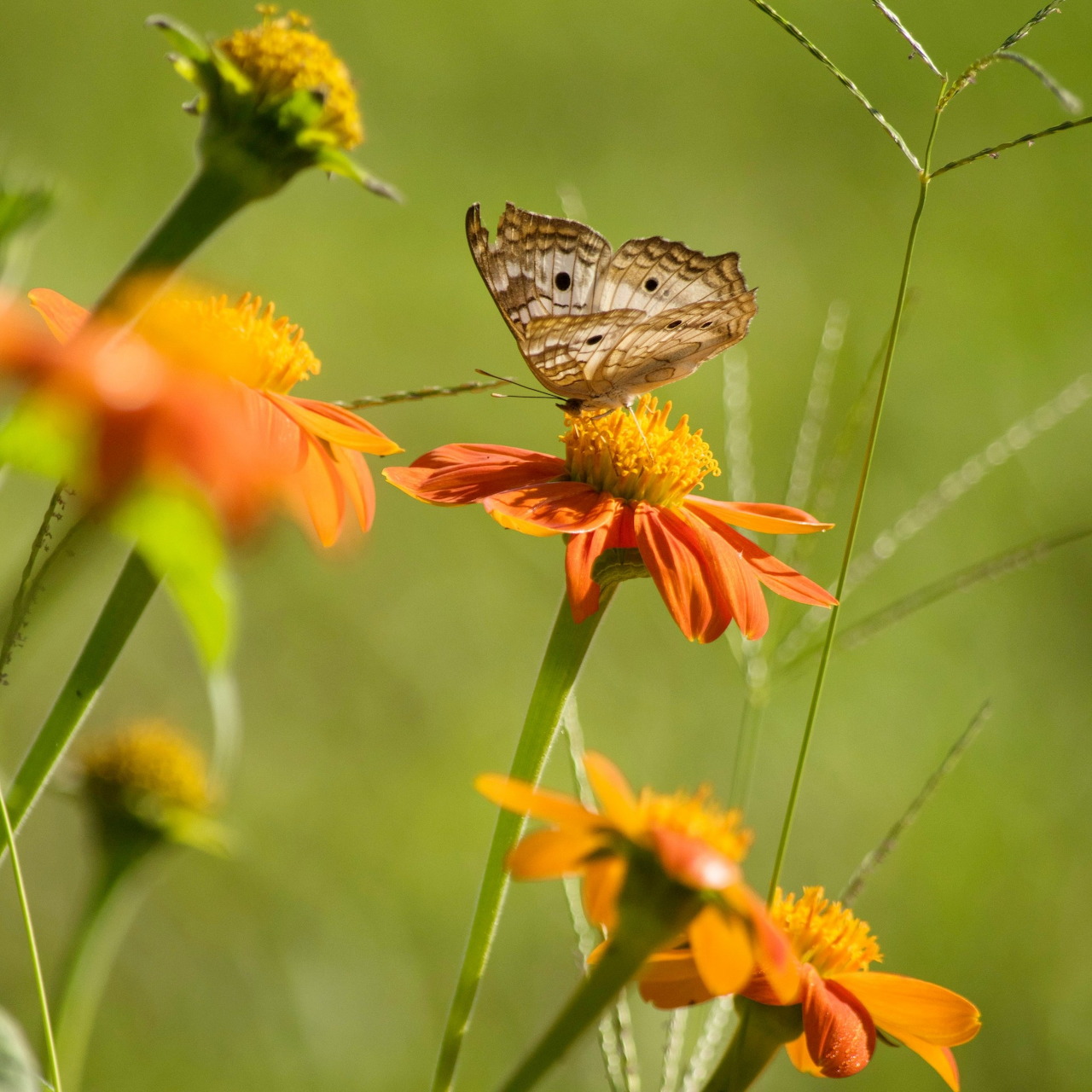 Brown butterfly perched on an orange flower with blurred green garden background