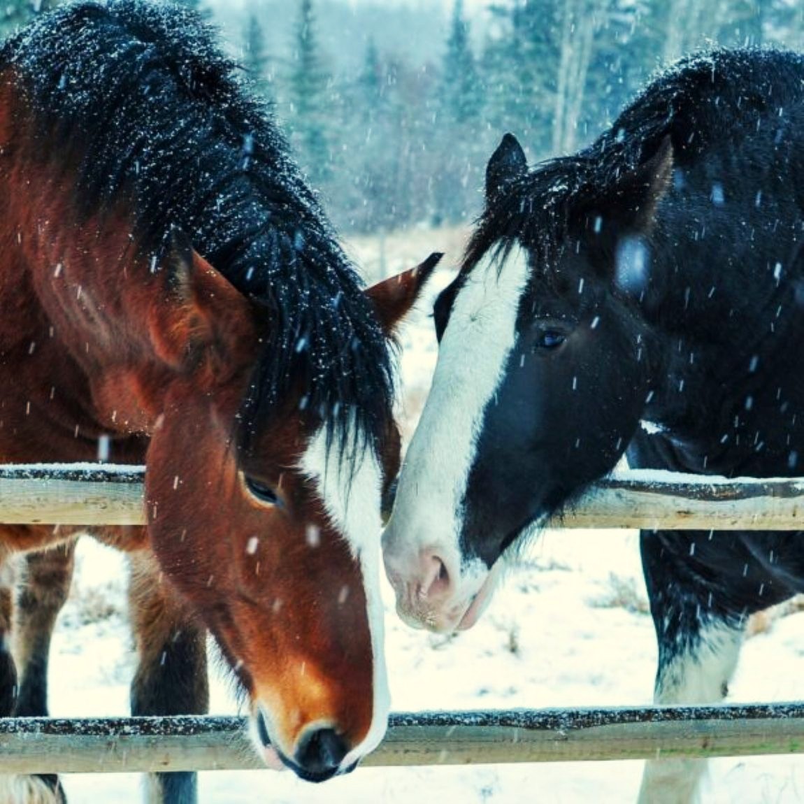 Two horses leaning over a fence in falling snow