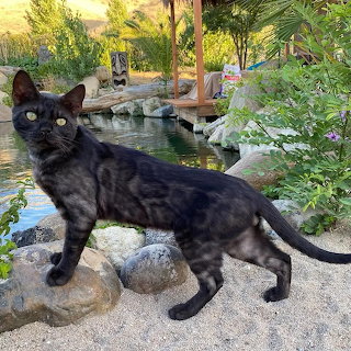 Black Cat by Pool