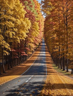 Straight road lined with tall autumn trees in yellow, orange, and red foliage with fallen leaves