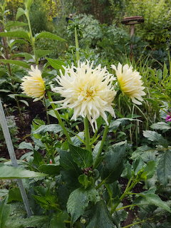 White dahlia flowers with spiky petals bloming on tall stems in a green garden