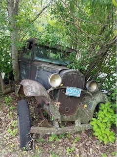 Rusty abandoned Model T car overgrown with green plants and tree branches