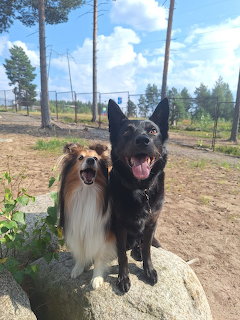 Shetland Sheepdog and black German Shepherd sitting on rock in sunny outdoor setting