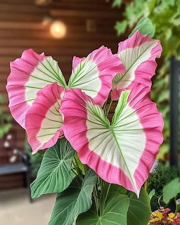 Close-up of large pink, white, and green caladium leaves in a garden