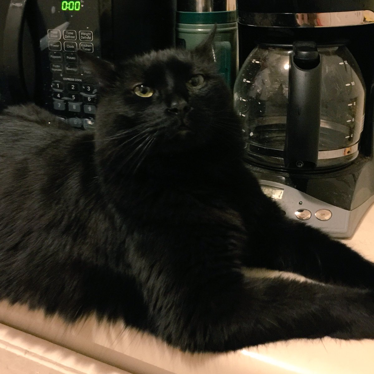 General Cattis Black Cat