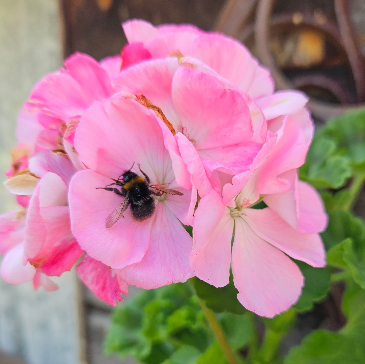 Bumblebee on pink geranium flower cluster collecting pollen