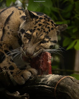 Clouded leopard lying on a tree branch with green leaves behind it