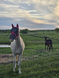 Mare and Mule at Sunset