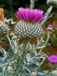 Close-up of a bloming Scottish thistle with bright pink-purple flower and spiny green stem and leaves