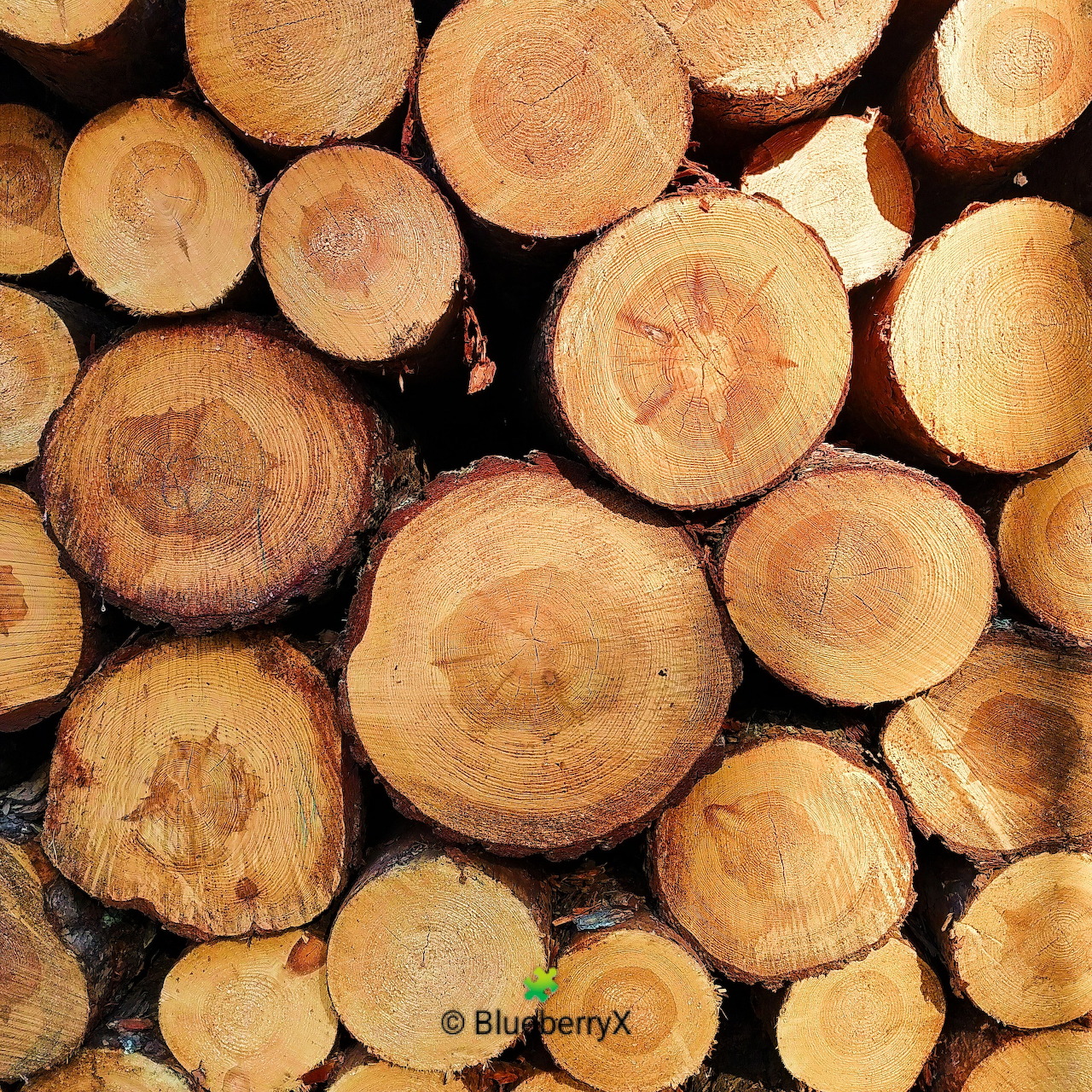 Stacked cut log ends showing natural wood grain and tree rings