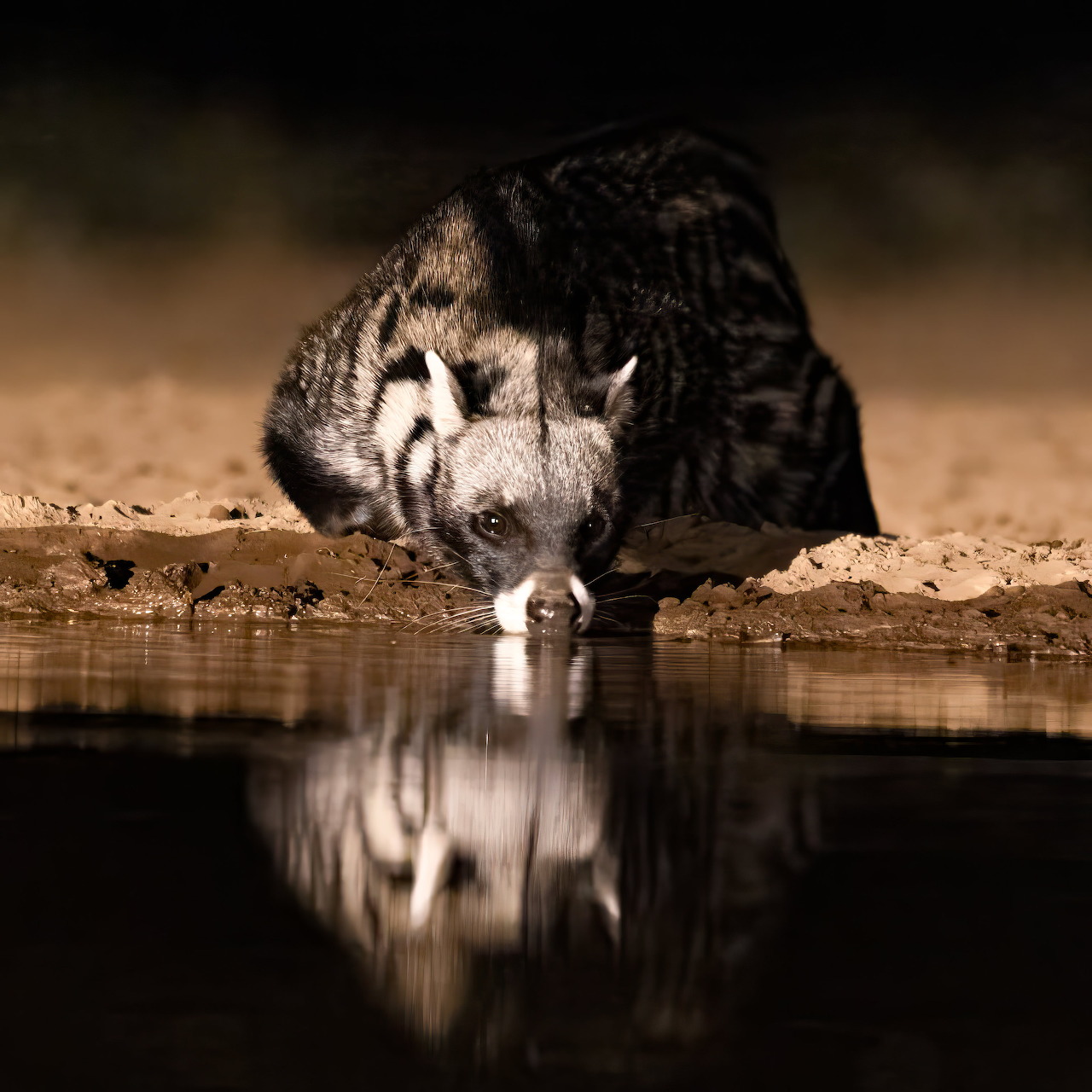 Civet drinking from a pond with its reflection in the dark water