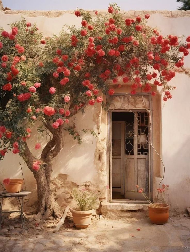 Old rustic wooden door with ornate glass, flanked by a red flowering tree and terracotta pots on a stone courtyard