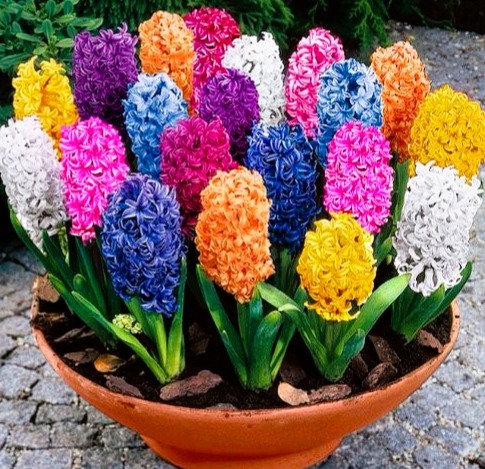 Colorful Hyacinths in Pot