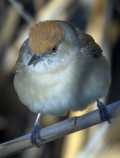 Close-up of a small blackcap bird perched on a thin branch