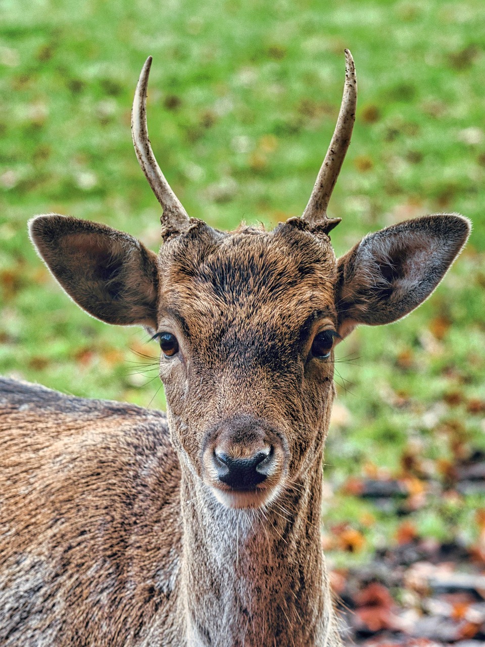 Close-up of a young red deer stag with short antlers facing the camera on a green background