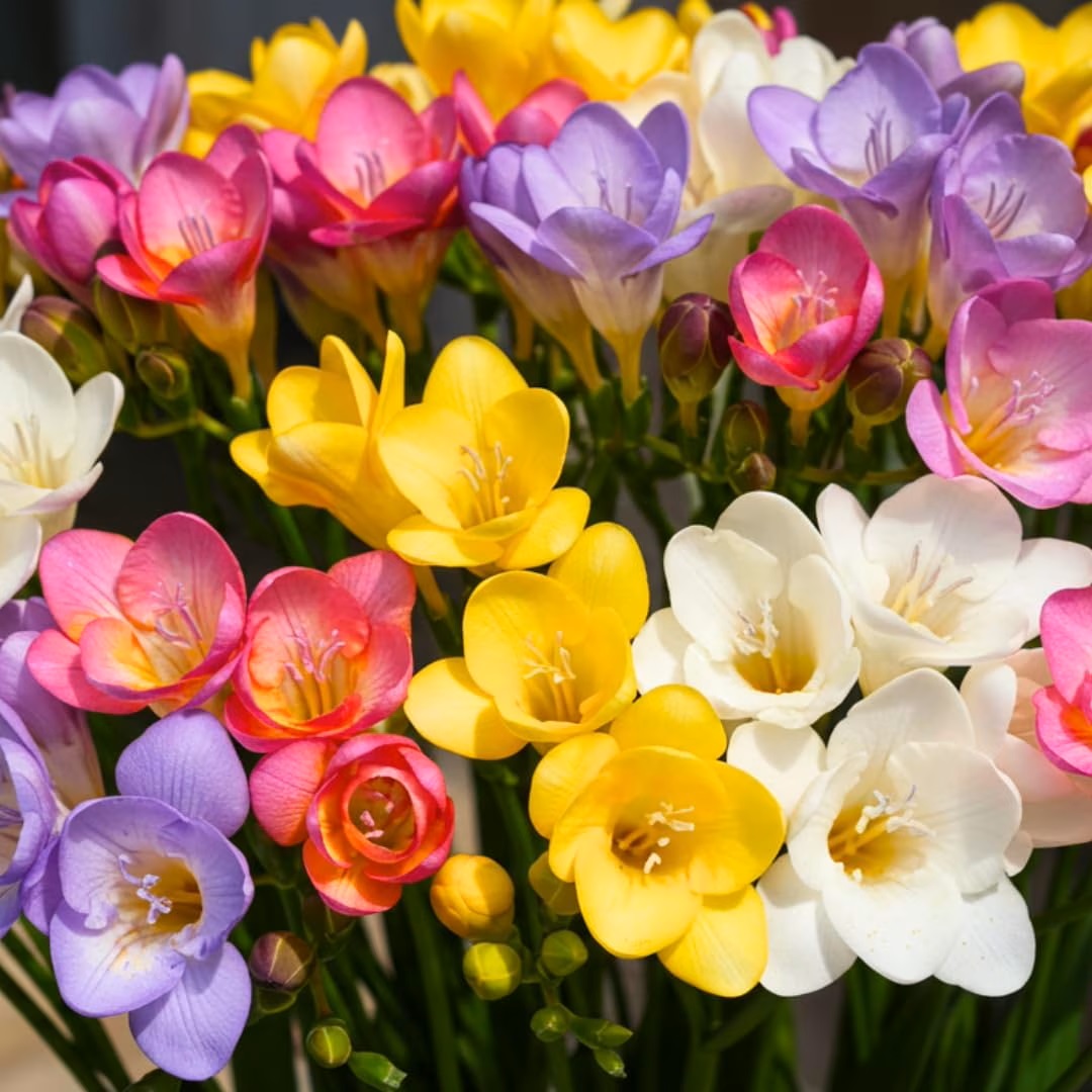 Colorful freesia flowers blooming in pink, yellow, white, and purple with green stems
